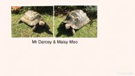 Rehomed...Spur thighed : Male & Female Ibera approx 14-16 years old (Mr Darcey & Maisy Moo)